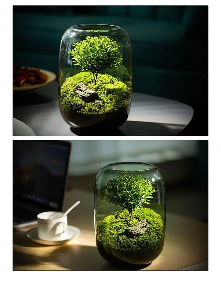 Desktop Bonsai Fresh Bonsai Micro Landscape Eco Bottle Vase Finished Good Nutritious Moss Bonsai