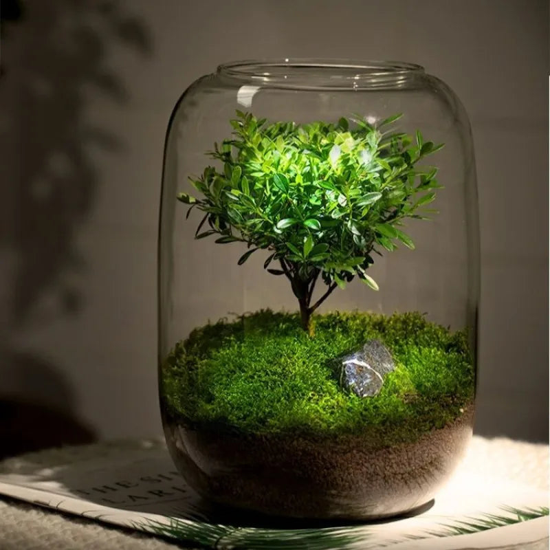 Desktop Bonsai Fresh Bonsai Micro Landscape Eco Bottle Vase Finished Good Nutritious Moss Bonsai