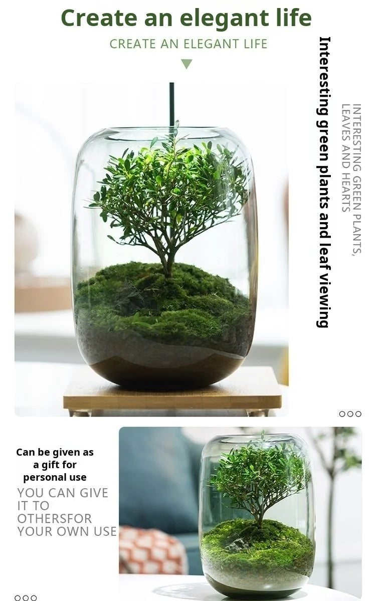 Desktop Bonsai Fresh Bonsai Micro Landscape Eco Bottle Vase Finished Good Nutritious Moss Bonsai