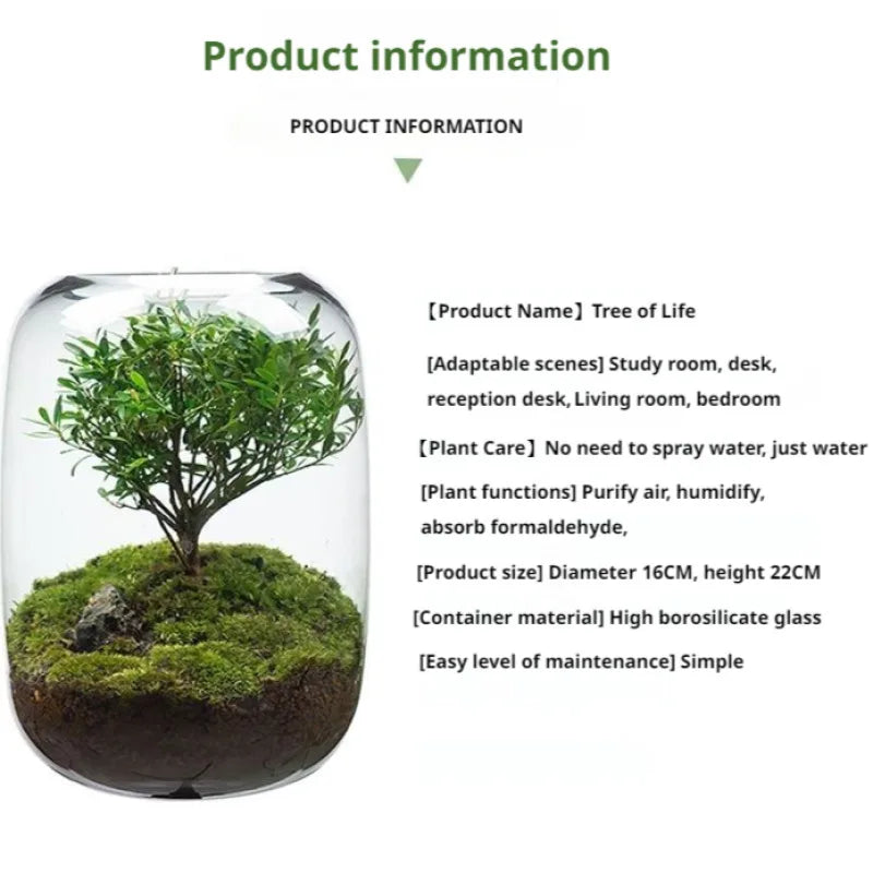 Desktop Bonsai Fresh Bonsai Micro Landscape Eco Bottle Vase Finished Good Nutritious Moss Bonsai