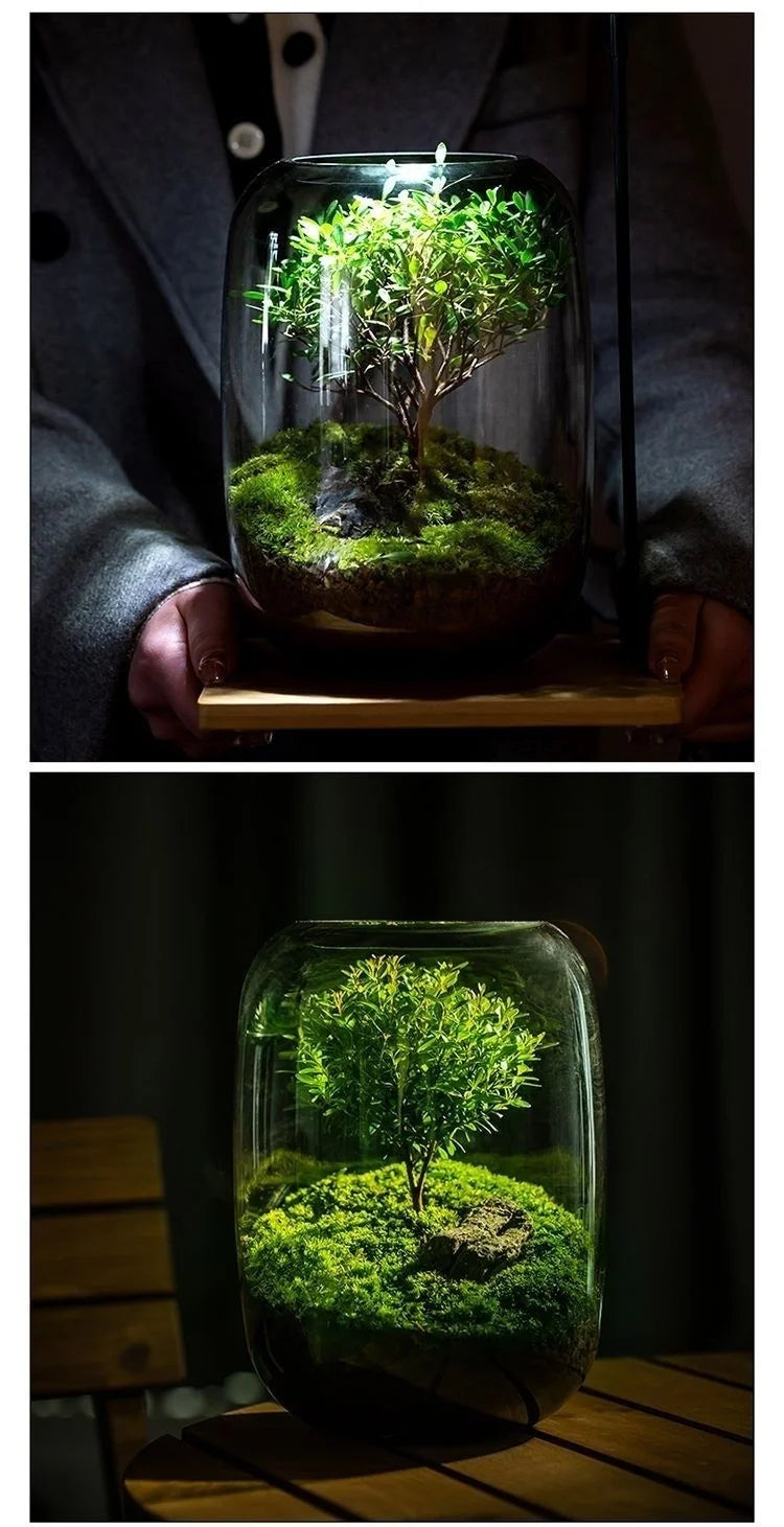Desktop Bonsai Fresh Bonsai Micro Landscape Eco Bottle Vase Finished Good Nutritious Moss Bonsai