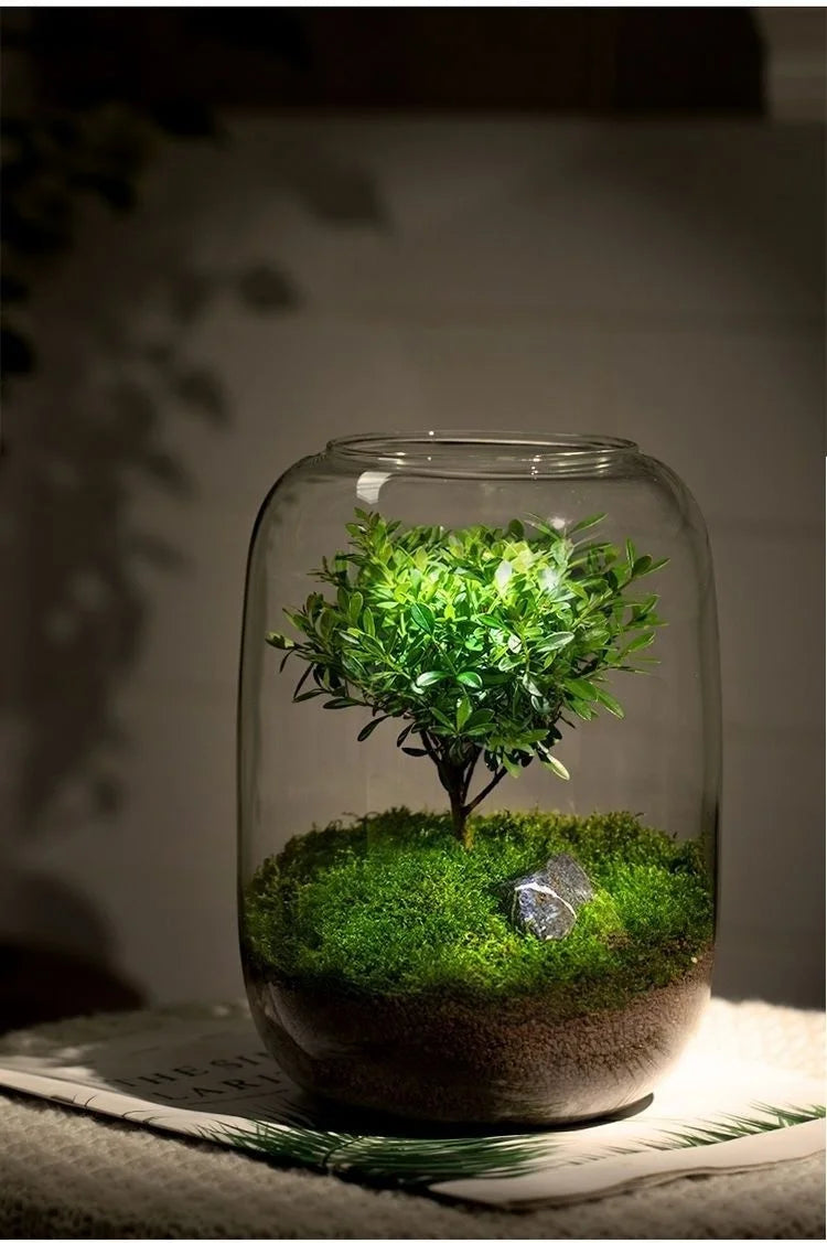 Desktop Bonsai Fresh Bonsai Micro Landscape Eco Bottle Vase Finished Good Nutritious Moss Bonsai