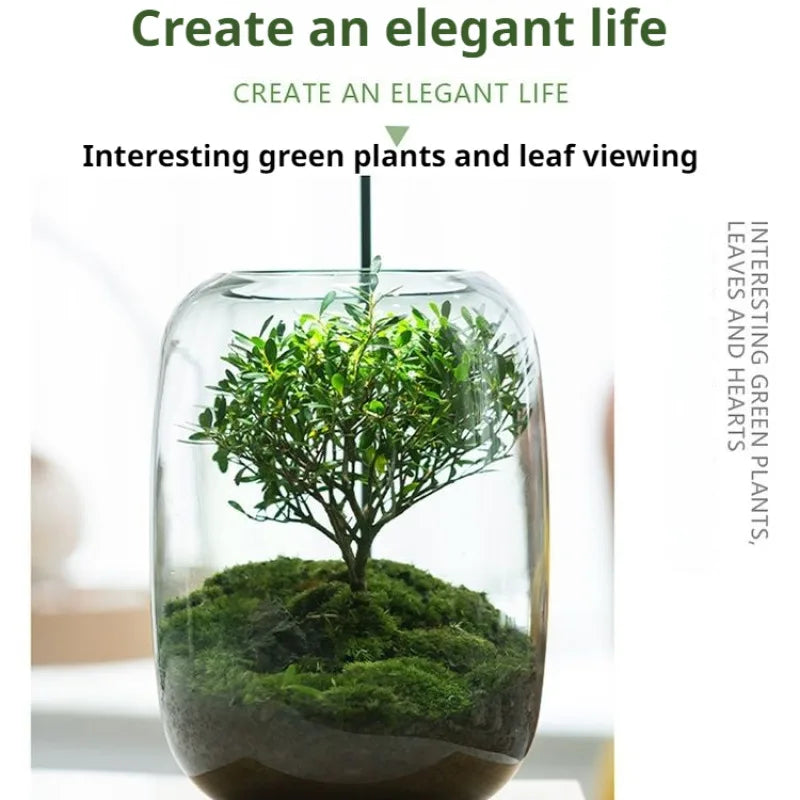 Desktop Bonsai Fresh Bonsai Micro Landscape Eco Bottle Vase Finished Good Nutritious Moss Bonsai