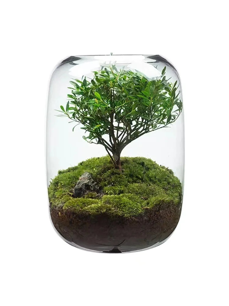 Desktop Bonsai Fresh Bonsai Micro Landscape Eco Bottle Vase Finished Good Nutritious Moss Bonsai