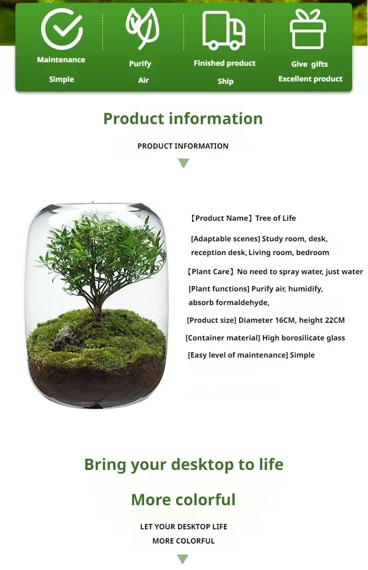 Desktop Bonsai Fresh Bonsai Micro Landscape Eco Bottle Vase Finished Good Nutritious Moss Bonsai